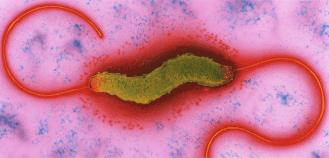 Campylobacter jejuni bacterium